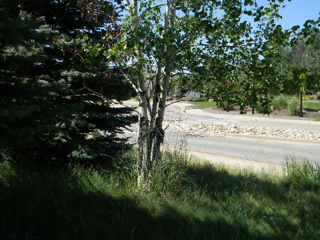 aspen tree from afar