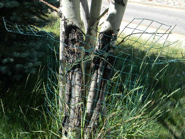 aspen with deer fence