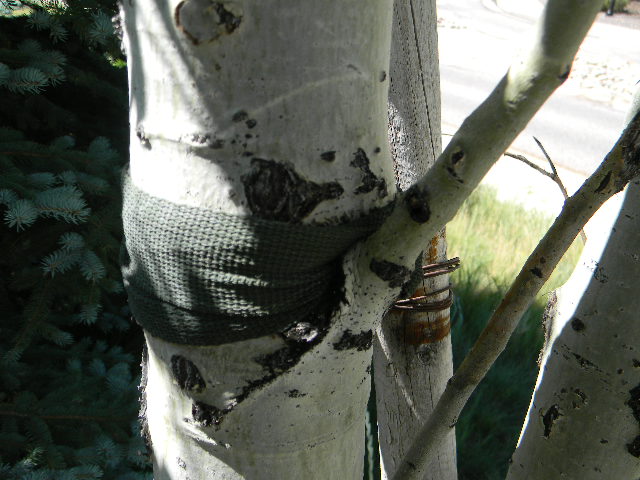 aspen bracing girdling tree