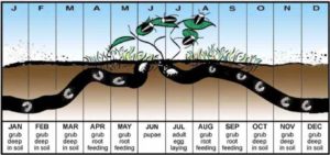 Japanese beetle feeding and emergence cycle throughout the year. Heavy Japanese Beetle Numbers Expected on Tree Service Highlands Ranch blog