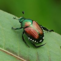 Heavy Japanese Beetle Numbers Expected